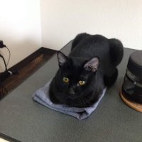 nekomick18 (@nekomick18) 's Twitter Profile