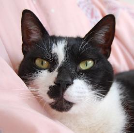 三毛猫の飼い主。雑種猫好きな漫画読み。昼寝は2時間以上から、餡子は粒でお願いします。芋煮の国の葦の生えた広い谷地出身。ただ今、白黒猫分不足中。