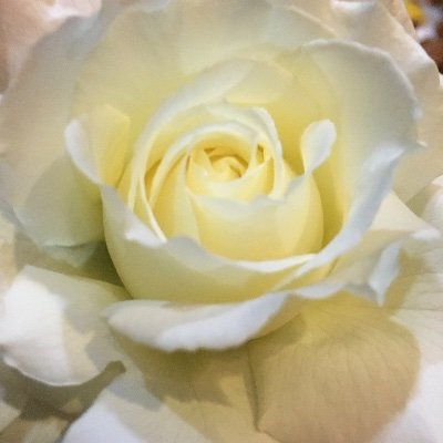 Save_Anton's profile picture. Mom, music biz exec, environmentalist and basic human being with scruples to ask some questions