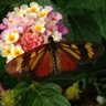 missphibes's profile picture. Gothically inclined. Plantitas. Mariposas y bichitos. Dev.