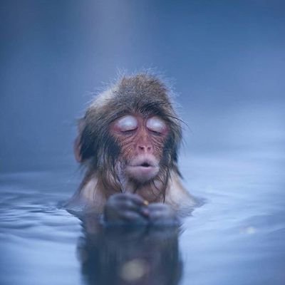 CorrosivoA's profile picture. 🐙