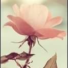 Entisar_dossary's profile picture. من سريةِ الثمانينات. اللهم ارحم أبي صديق روحي ومن أحسن إلينا وأدى أمانته فينا واغفرله وأرفع درجته في جنتك..