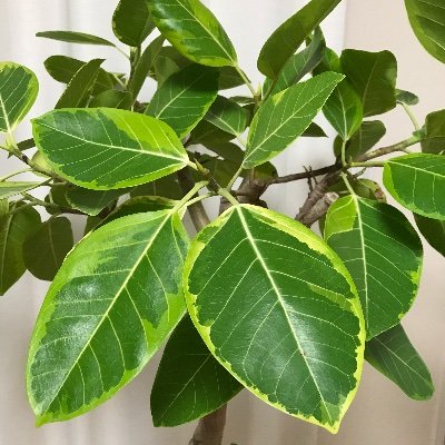 40Jyjs's profile picture. design/coffee/fashion/movie/soccer/running/car/