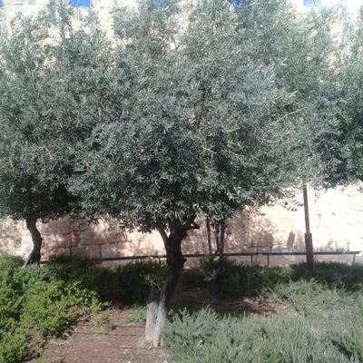 dianne_patience's profile picture. 