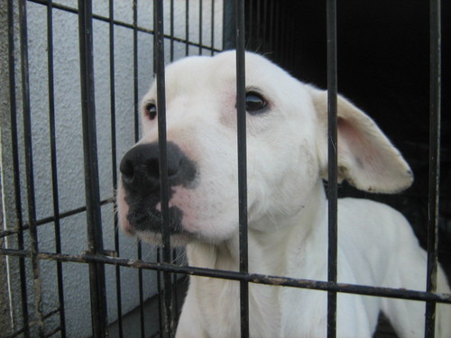 tinabrophy's profile picture. I look after stray, lost injured dogs from the streets, puppy farms/mills and pounds. I sell Usborne Award Winning Kid's books to help with the bills.