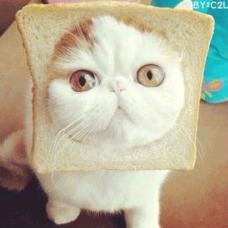 MoonSnowZM's profile picture. ยังไม่มี นึกได้เดียวมาใส่นะ