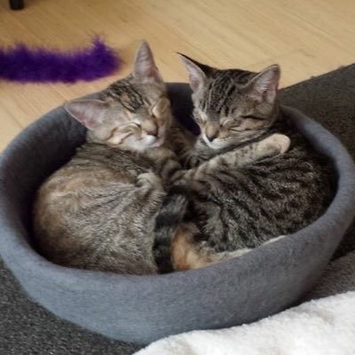 We are Hazel & Remy, biological bonded tabby sisters! Follow our purrs and adventures — On other socials with same the profile name.