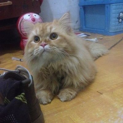 Ollenbababull's profile picture. 😇