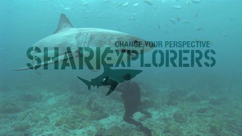 Change your perspective on sharks! 

Shark Explorers offers customized shark diving, filming and photography expeditions.