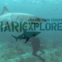 Shark Explorers(@SharkExplorers) 's Twitter Profile Photo