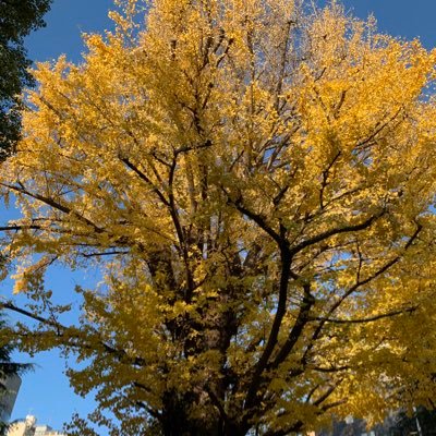 Dacotsu1's profile picture. PTA/FP大阪/Rf柿落/P3福岡名古屋/PW MM /Rf広島①/plasma広島/トゥワー/ZOZ 3→4/ｶｳｺﾝ4→5/ﾈﾋﾞｭﾗ東京佐賀有明