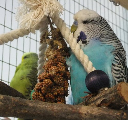 AnimalLearning's profile picture. Vibrant group of researchers at the University of St.Andrews. Our lives involve coaxing cute animals to learn and doing maths.