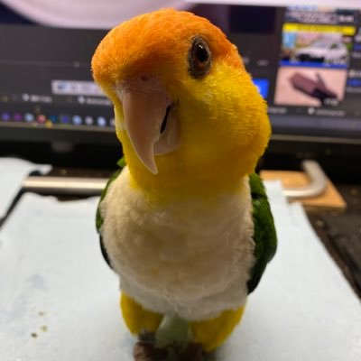 pipikobe1 Profile Picture