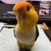 ピッピッ神戸 シロハラインコ販売 (@pipikobe1) Twitter profile photo