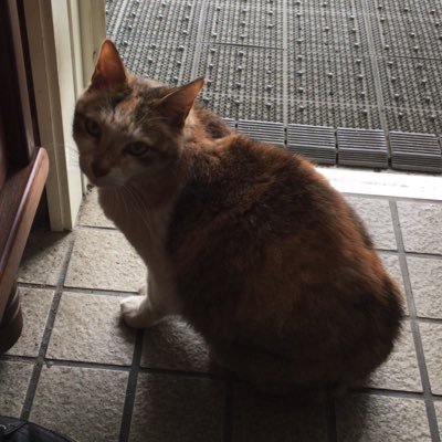 tokuninashi6's profile picture. シャフ度猫