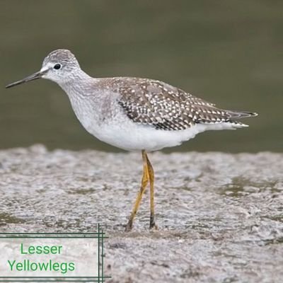 Runner, birder and Welsh speaker. Open University lecturer in earth sciences (retired). Native of Pembrokeshire.