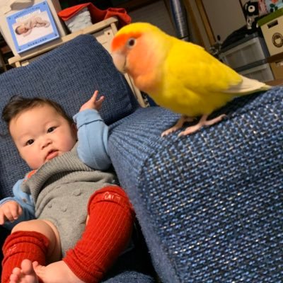 2019年4月に北九州で迷子になった小桜インコ(黄色)を探しています。今までTwitter始めたが分からず、育児に追われていたのでここでの捜索は旦那や友人に任せていました。警察や保健所への届出済み、折込、ポスティングや張り紙を頑張りましたが見つからず…初心者ですが沢山情報頂きたいです。よろしくお願いします。