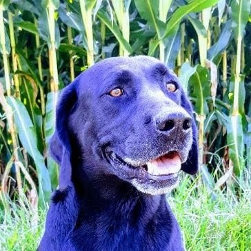 Migratory bird hunting and retriever training. happily married and have two beautiful little girls.
check it all out on my YouTube channel.