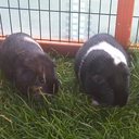 Brian Neale - @HHCNeale - Twitter