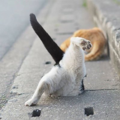 iceza_kitty's profile picture. 💛