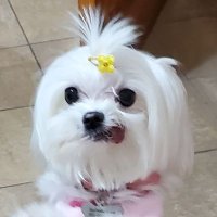 Justin Lee (@loljiisung) 's Twitter Profile