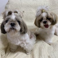 どん (@aillr5) Twitter profile photo