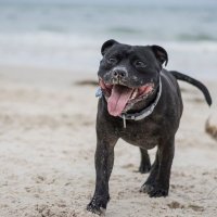 Bold Staffies! (@bold_staffies) 's Twitter Profile