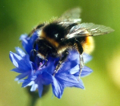 englishplants's profile picture. Wildflower nursery supplying wildflowers, plug plants, wildflower seeds, meadow seed mixes, plantable paper.