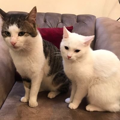 dustland108's profile picture. Pass me that lovely little gun My dear  my darling one