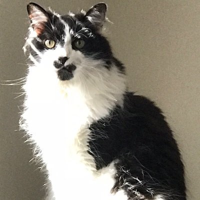 chickenankles's profile picture. Co Founder of the #ravekittymassive (global)