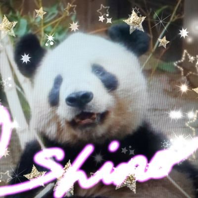 リーリー🐼👔が大好き💖シンシン🐼🌿とシャンシャン🐼🎀が大好き💖💖
タンタン🐼🚅も大好き🤩💕💕