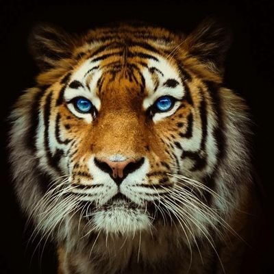 gareth_HCAFC's profile picture. 