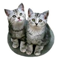 Cats for Peace(@CatsforPeace2) 's Twitter Profile Photo