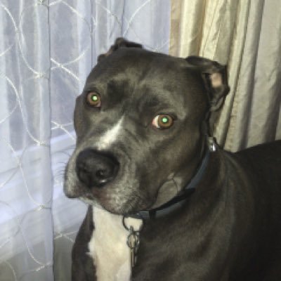 MLocilento's profile picture. Poppy M