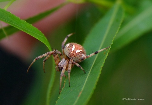 Neoscona's profile picture. Recovering programmer, world birder and arachnophile. Still married to my first wife after 56 years.
