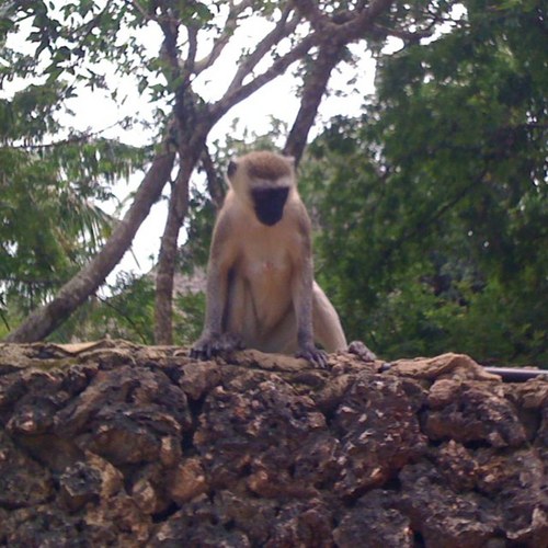 M0dern_R0gue's profile picture. b-day - 7/jan. I am a monkey with a type writer. just mine has twitter. I am Edi the Jedi.