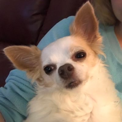 VenusChihuahua's profile picture. 😁👰🏼. Human, but I identify as my late Chihuahua on X (RIP Venus). MAGA! Creepy DMs=Instablock