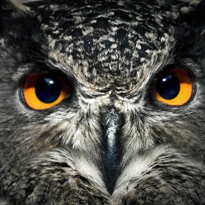 Dormdudez's profile picture. Conservative libertarian,  independent, MAGA.