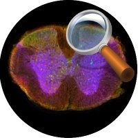 Spinal.cord.connections.group (@cord_group) 's Twitter Profile