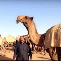 راع الصفراء 🤫🐪 (@500rert) 's Twitter Profile
