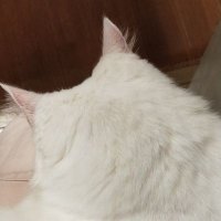 ぽんこ (@poponzuchan) 's Twitter Profile