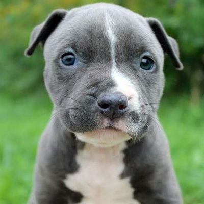 かませ犬ワン太郎 Kamikami 1chan Twitter