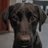 tiagocondorcet's profile image