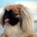 Pretty Pekingeses! (@pekingeses) Twitter profile photo