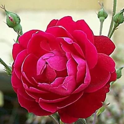 DalimSk44857028's profile picture. i am Dalim. work in Saudia .