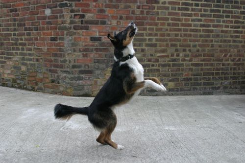 woof woof