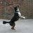 CorrieTheDog's profile image
