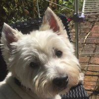 Lynne Cairns (@lynnecairns6) 's Twitter Profile Photo