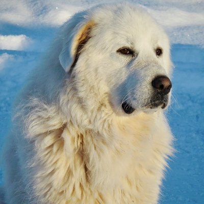 Gentle Great Pyrenees