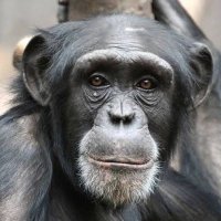 kole_maymun (@kolemaymun) 's Twitter Profile Photo